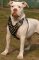Alapaha Blood Bulldog Custom Leather Dog Harness with studds