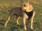 BullyPit Control Dog Harness - model H1