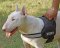 Security Bull dog harness for tracking, patrol work
