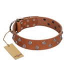 "Waltz of the Flowers" Handmade FDT Artisan Tan Leather Bulldog Collar with Chrome-plated Engraved Studs