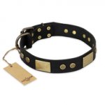 "Spanish night" FDT Artisan Fashionable Leather Walking Bulldog Collar