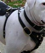 Walking Dog Harness for Victorian Bulldog