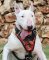 Bull Tterrier designer leather dog harness- Hand painted harness