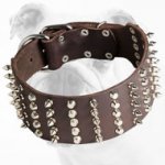 3 inch Spiked and Studded Leather Bulldog Collar