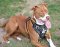 Bulldog Leather Dog Harness - from Rokita Harris