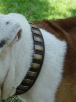 Gorgeous Wide Leather Dog Collar With Plates for Aust. Bulldog