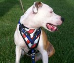 Best American Dog Harness For Amercian Bulldog Terrier