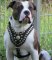 Bulldog BEST DOG HARNESS- ROYAL PADDED LEATHER HARNESS