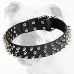 Fancy Leather Bulldog Collar with Spikes for Training