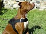 Nylon harness with handle for tracking,walking,training bullyPit