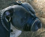 Royal Nappa Padded Leather Dog Muzzle for Bulldog