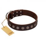 "Starry-Eyed" Best Quality FDT Artisan Brown Designer Leather Bulldog Collar with Small Plates