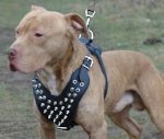 Bulldog Spiked dog harness - Leather Dog spike harness