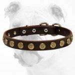 Leather Dog Collar With Doted Circles for Eng. Bulldog
