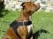 Nylon harness with handle for tracking,walking,training bullyPit