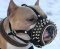 Royal Spiked Leather Dog Muzzle for BullyPit