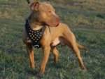 BullyPit Custom Leather Dog Harness with Studs