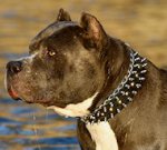 Leather spiked and studded Bulldog dog collar - custom collar
