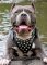American Bulldog Custom Leather Dog Harness with studds