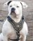 Exclusive Bulldog Harness-Designer Studded Leather Harness