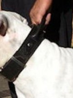 Leather Dog Collar for Vic.Bulldog - 2 ply leather collar