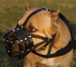 Well-Ventilated Everyday Leather Pitbull Muzzle