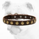 Extraordinary Leather Bulldog Collar With Circles