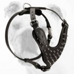 Adjustable Spiked Leather Bulldog Harness for Walking