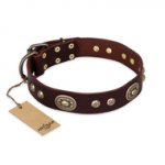 "Breath of Elegance" FDT Artisan Decorated with Plates Brown Leather Bulldog Collar