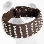 3 inch Studded Leather Bulldog Collar