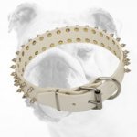 Elegant White Leather Bulldog Collar with 2 Rows of Nickel Spikes