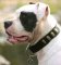 leather dog collar with plates - American Bulldog