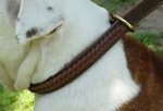 Gorgeous Wide 2 Ply Leather Choke Dog Collar