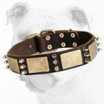 Gorgeous War Leather Bulldog Collar with Plates and Spikes
