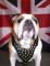 British Bulldog Leather Dog Harness with Studs