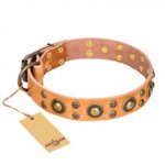 'Sophisticated Glamour' FDT Artisan Tan Leather Bulldog Collar with Stylish Old-Bronze Plated Decorations