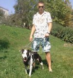 Exclusive Design Studded Leather Harness for American Bulldog