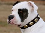Gorgeous Vintage Dog Leather Collar for Valley Bulld- C103