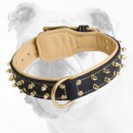 Designer Leather Bulldog Collar with Spikes for Walking
