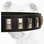 Fabulous Leather Bulldog Collar with Vertical Nickel Plates