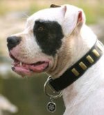 Bulldog Collar- Wide Leather Dog Collar With Plates for BULLDOGS