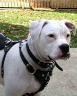 Leather Tracking/Walking Dog Harness for American Bulldogs
