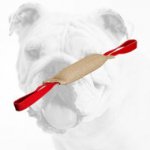 Excellent Quality Jute Bulldog Bite Tug
