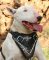 Bull Tterrier custom leather dog harness- Hand painted harness