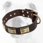 Trendy Leather Bulldog Collar with Brass Plates
