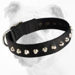 Training Nylon Bulldog Collar with 1 Row of Studs