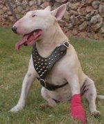 Bull leather spiked dog harness -Brass dog harness