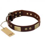 "Shining Armour" FDT Artisan Brown Leather Bulldog Collar with Decorations