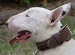 Bull Handcrafted Leather Dog Collar- best dog collar