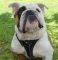 British BulldogWalking dog harness